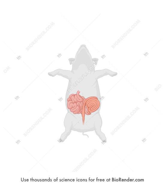 Free Pig (intestines, anterior) Icons, Symbols & Images BioRender