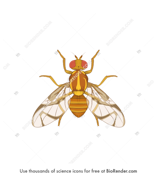 Anastrepha fraterculus (male) - Editable icon of Anastrepha fraterculus (Wiedemann) is an insect pest commonly referred to as the South American fruit fly, which occurs from Southern USA to Argentina