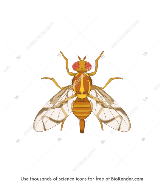 Free Anastrepha fraterculus (female) Icons, Symbols & Images BioRender