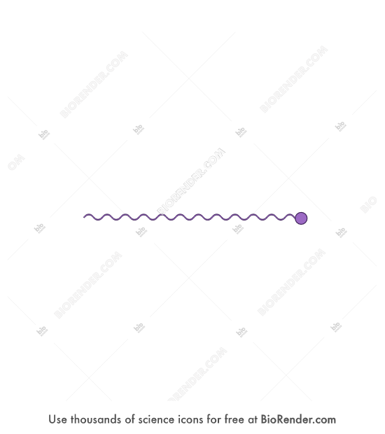 Collagen (type IV, monomer)