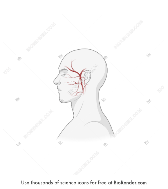 Temporal artery (lateral, adult male) - Editable icon of Temporal artery on adult male head, lateral view