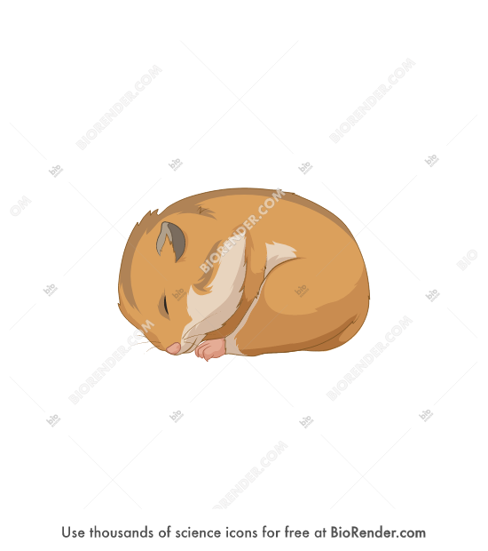 Hamster (hibernation)