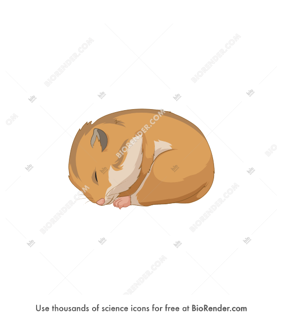 Hamster (hibernation) - Editable icon of A lateral view of an adult golden hamster sleeping (hibernating) with head curled towards feet