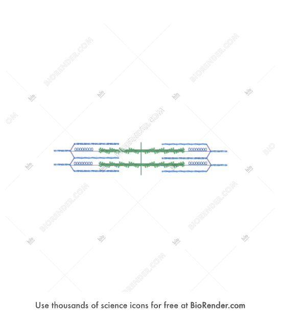 Free Sarcomere editable Icons Symbols Images BioRender free-sarcomere-editable-icons-symbols-images-biorender