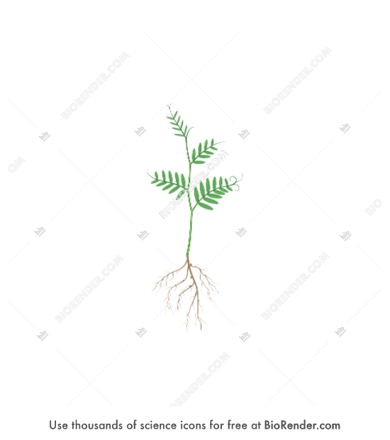 Free Vicia villosa (vegetative stage, with roots) Icons, Symbols ...