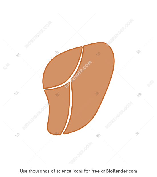 Brain (coronal cut, at thalamus, thalamus) - Editable icon of Brain (coronal cut, at thalamus, thalamus)