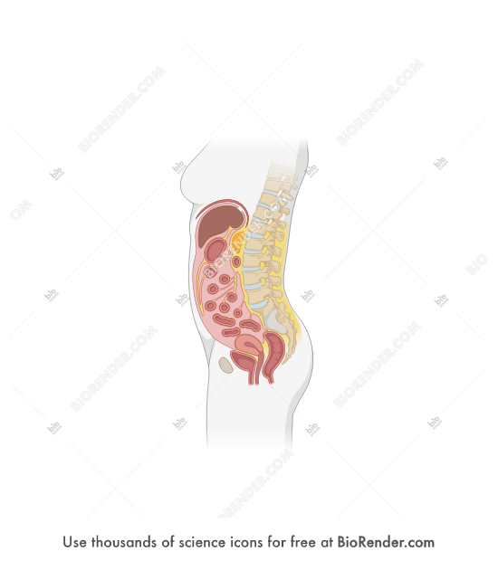 Free Adult female (sagittal) Icons, Symbols & Images | BioRender