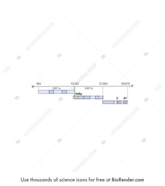 Viral genome (SARS-CoV-2) - Editable icon of A schematic representation of the SARS-COV-2 viral genome