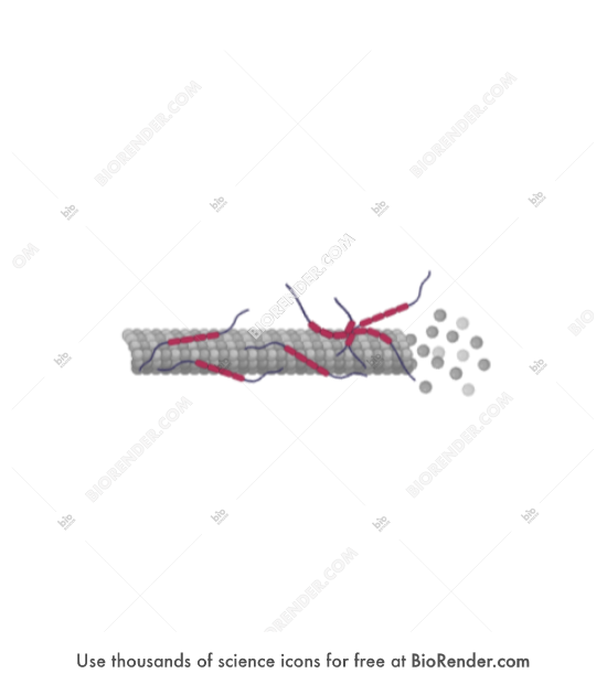 Microtubule (disintegrating, with tau protein tangle) - Editable icon of Disintegrating neuronal microtubule with tangle of tau proteins