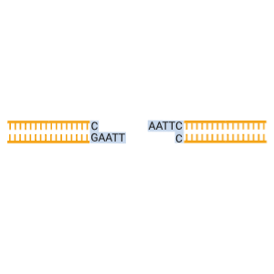Restriction enzyme (sticky ends)