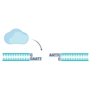 DNA ligase (DNA damage recognition)