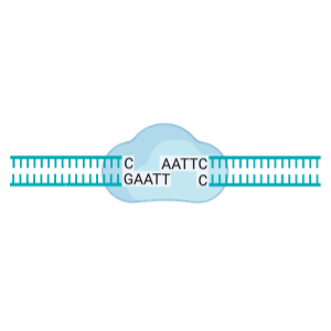 DNA ligase (ligation)