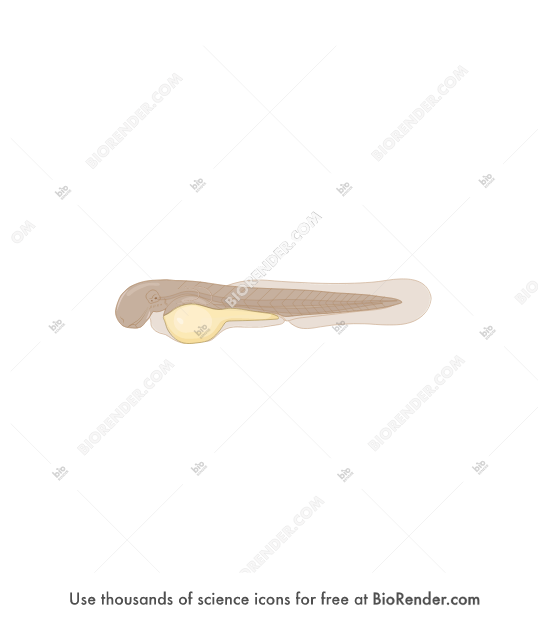 Free Fish embryo 23. (long pec stage, eyeless) Icons, Symbols & Images ...