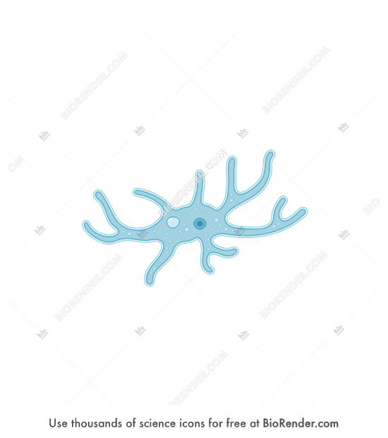 Free Balamuthia mandrillaris (trophozoite) Icons, Symbols & Images