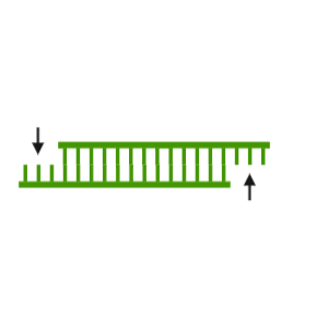 DNA (with sticky ends 1)