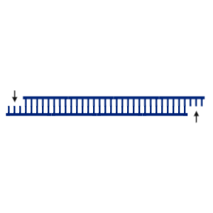 DNA (with sticky ends 2)