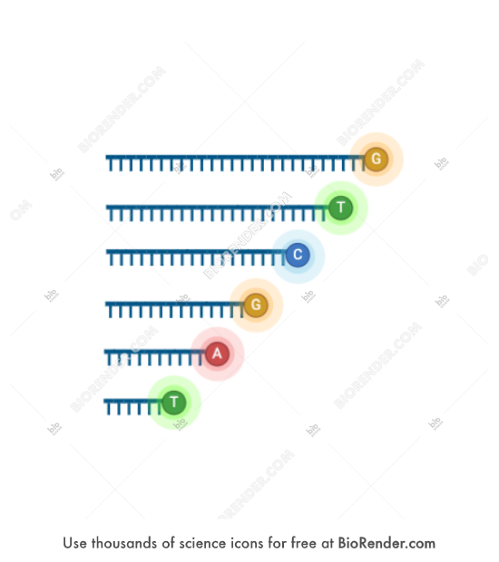 Free DNA sample (fluorescent label) Icons, Symbols & Images BioRender