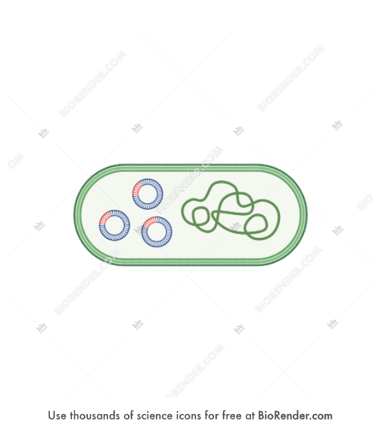 Free Bacteria with 3 plasmids (gram negative) Icons, Symbols & Images