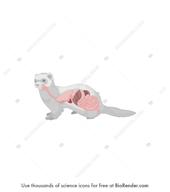 Free Ferret (with organs) Icons, Symbols & Images BioRender