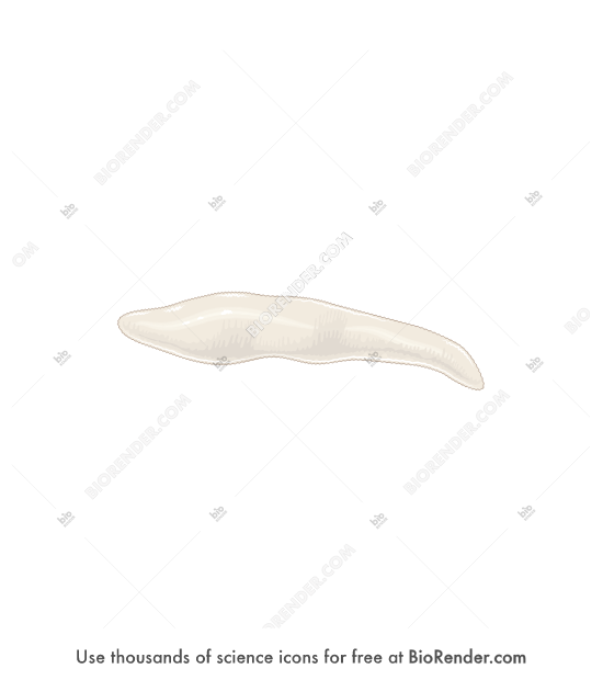 Free Schistocephalus solidus (adult) Icons, Symbols & Images | BioRender