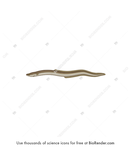 Free European Eel Anguilla Anguilla Icons Symbols Images Biorender