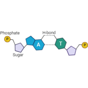 Bases pair (A-T interactions)