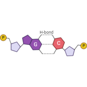 Bases pair (G-C interactions)