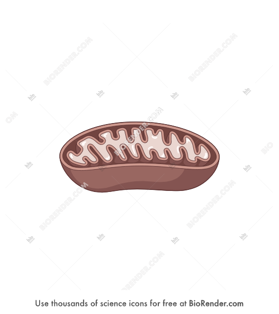 Free Mitochondria (3D, filled) Icons, Symbols &amp; Images | BioRender