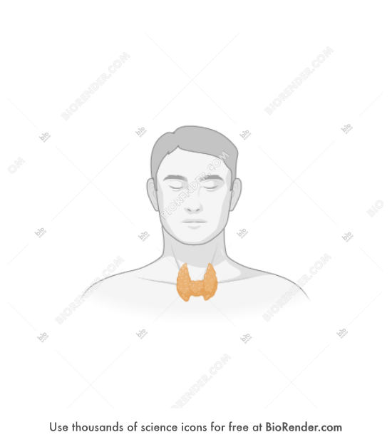 free-thyroid-male-icons-symbols-images-biorender