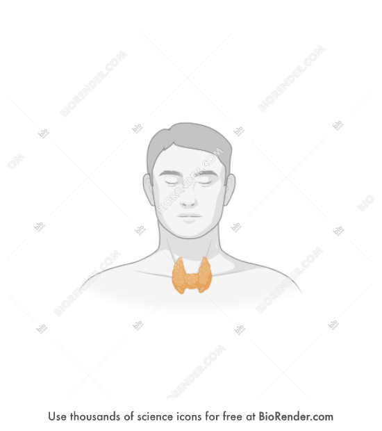 Thyroid (male) - Editable icon of Thyroid (male)