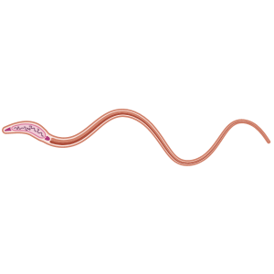 Drosophila sperm (male, lateral)
