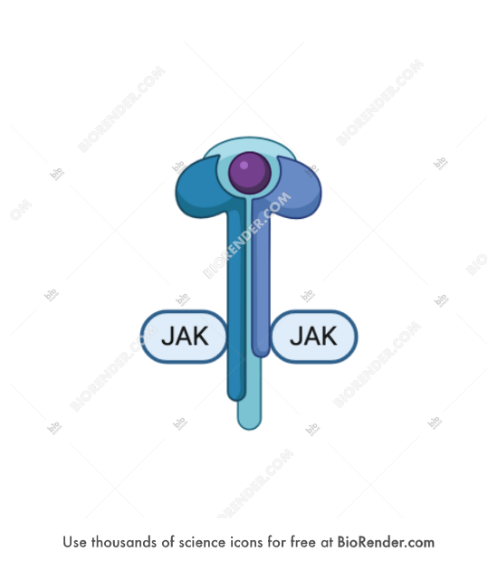 IL-2 (high affinity, with IL-2) - Editable icon of IL-2 in a high affinity state with a ligand-bound IL-2