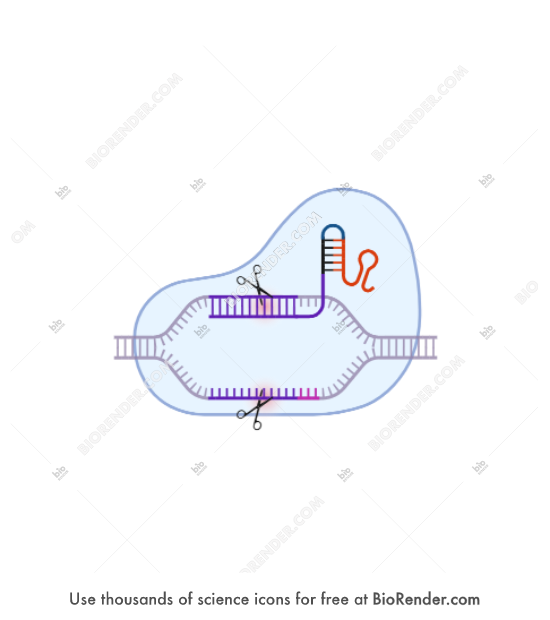 Free CRISPRCas9 scissors Icons, Symbols & Images BioRender