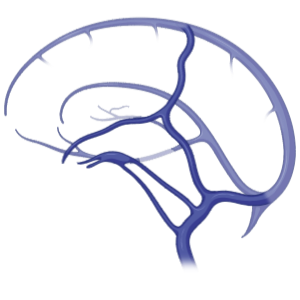 Cerebral veins