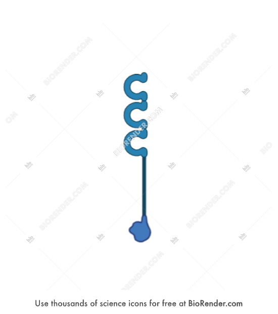 IL-1RAP - Editable icon of Interleukin-1 receptor accessory protein (IL-1RAP) with three Ig-like domains, transmembrane domain and TIR domain