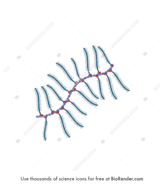 Free Hyaluronan (hyaluronic acid, with proteoglycan) Icons, Symbols