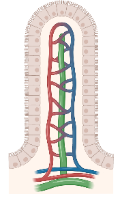 Intestinal villus vasculature 