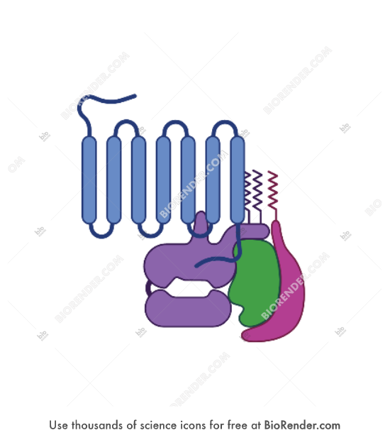 GPCR with G protein  - Editable icon of G protein coupled receptor, or GPCR, with extracellular N-terminal, seven-pass-transmembrane domain and intracellular C-terminal made of seven rounded rectangular shapes and connected by lines, coupled to intracellular heterotrimeric G protein with alpha, beta and gamma subunits