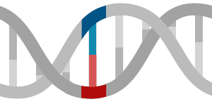 DNA (short, with base pair)