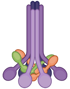 C1 complex (with C1s and C1r)