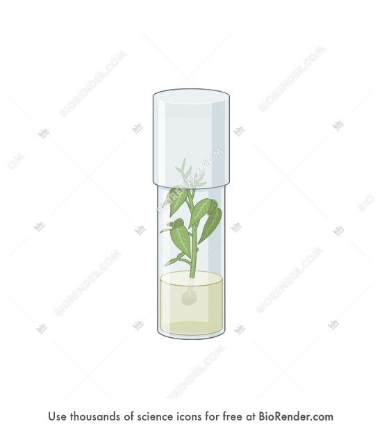 plant-tissue-culture-media-plant-tissue-culture-canada