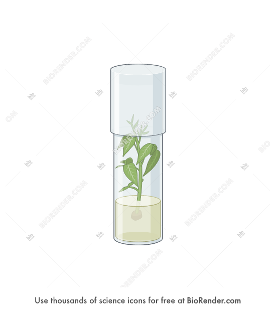 Walnut shoot (tissue culture, healthy) - Editable icon of A transparent tube covered with a translucent tubular cover, containing a healthy walnut shoot growing out of a medium that fills the bottom quarter of the tube.