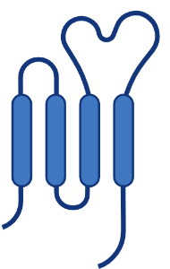CD20