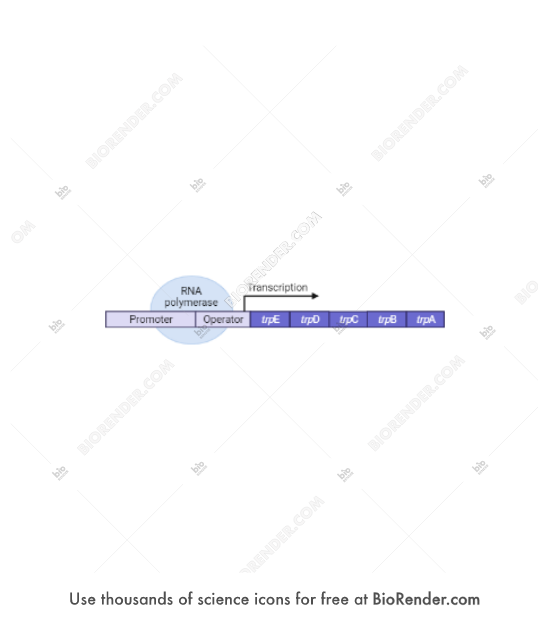 Trp operon - Editable icon of A trp operon consisting of a row of rectangles representinggenes and regulatory regions, an ellipse representing RNA polymerase, and an arrow pointing to the right representing transcription.