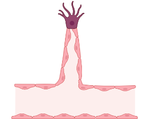 Angiogenesis 1