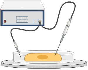 Patch clamp