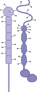 CD22 and CD45 (editable)