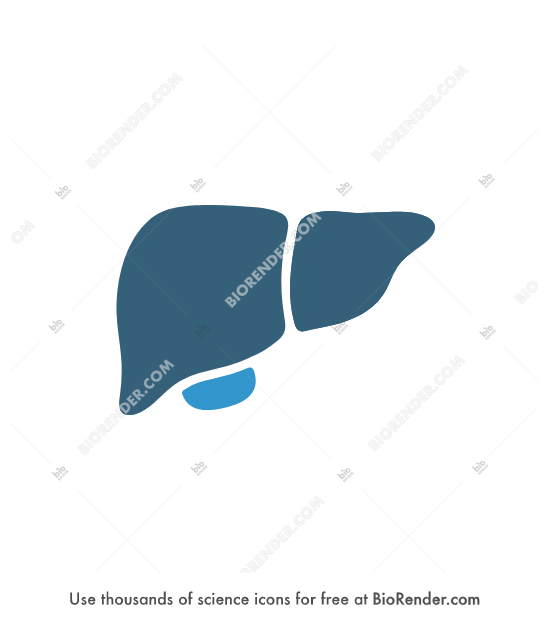 Free Liver (symbol) Icons, Symbols & Images BioRender