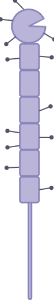 CD45 (editable)