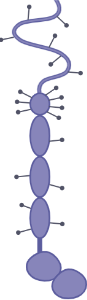 CD22 (editable)